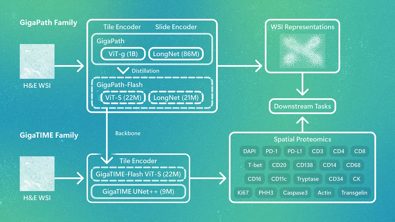 GigaPath-Flash and GigaTIME-Flash: Toward population-scale discovery with efficient pathology foundation models