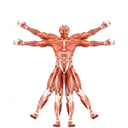 Dr. Muscle icon