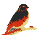 Kanaries icon