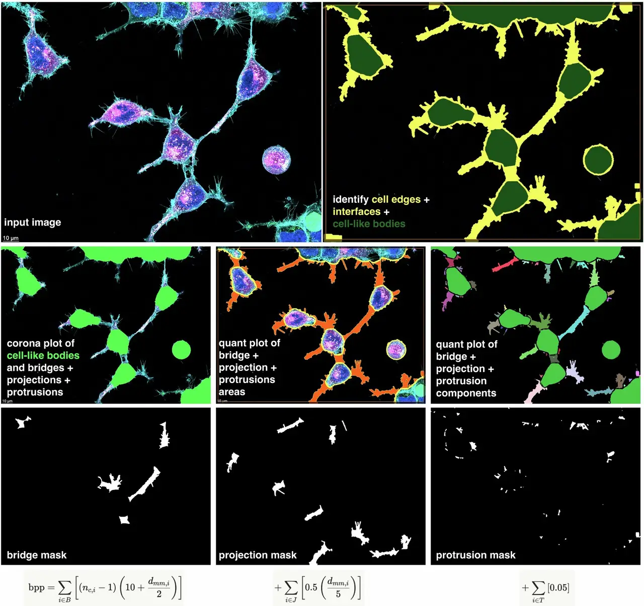 AI helps find hidden human proteins and reveals what they do