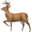 DeerFlow icon